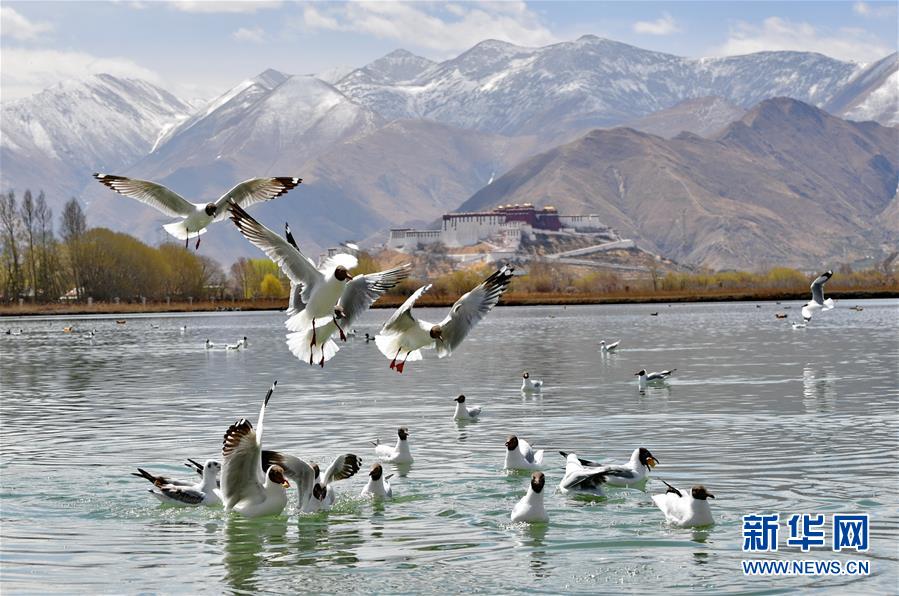 西藏拉萨：拉鲁湿地春意浓