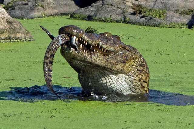 实拍南非鳄鱼同类相食惨烈场面