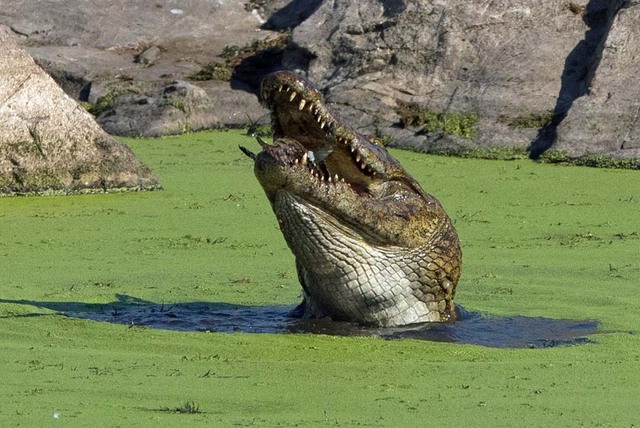 实拍南非鳄鱼同类相食惨烈场面