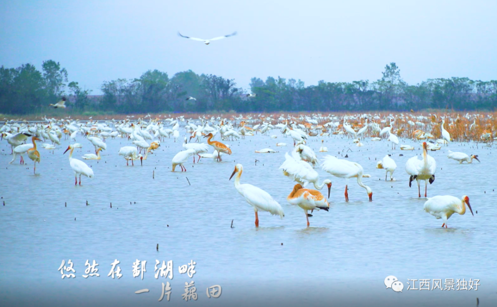 朱虹、田信国创作江西“省鸟”之歌《藕遇白鹤》