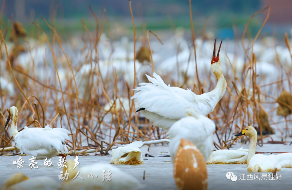 朱虹、田信国创作江西“省鸟”之歌《藕遇白鹤》