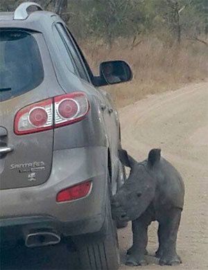 母犀牛遭猎杀小犀牛成孤儿 把褐色汽车当妈妈