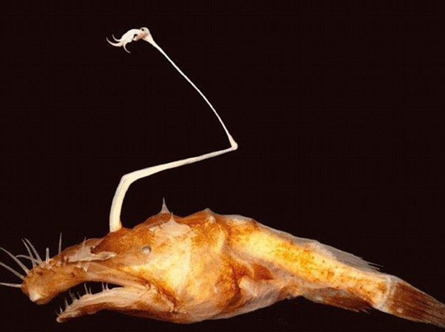 墨西哥湾深海发现奇丑怪鱼 系鮟鱇鱼新物种