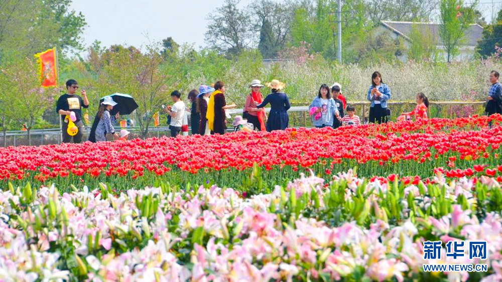 花海春天美 乡村旅游热