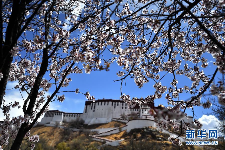 拉萨：春花映布宫