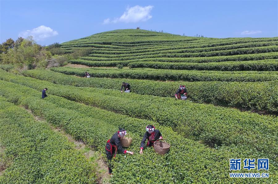 福建福鼎：春茶飄香