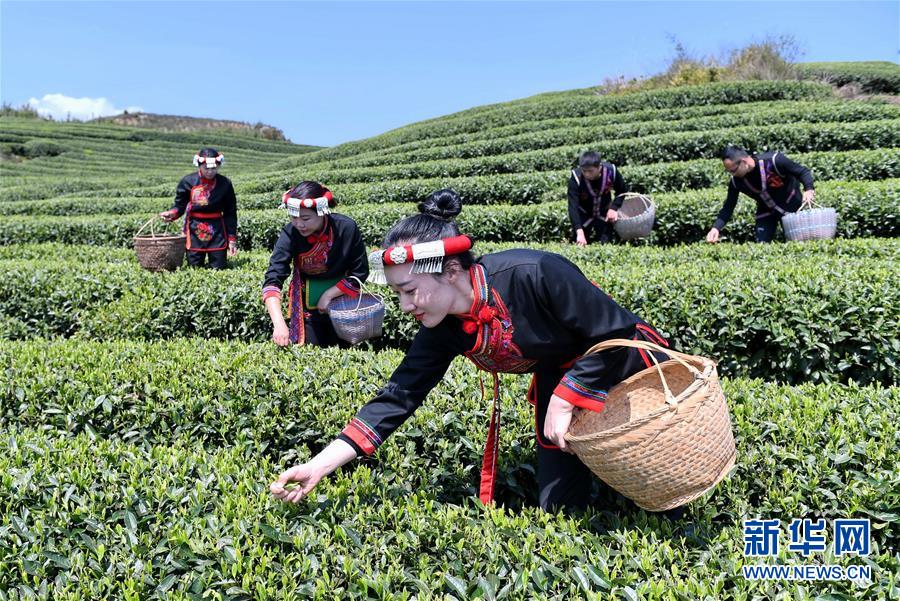 福建福鼎：春茶飘香