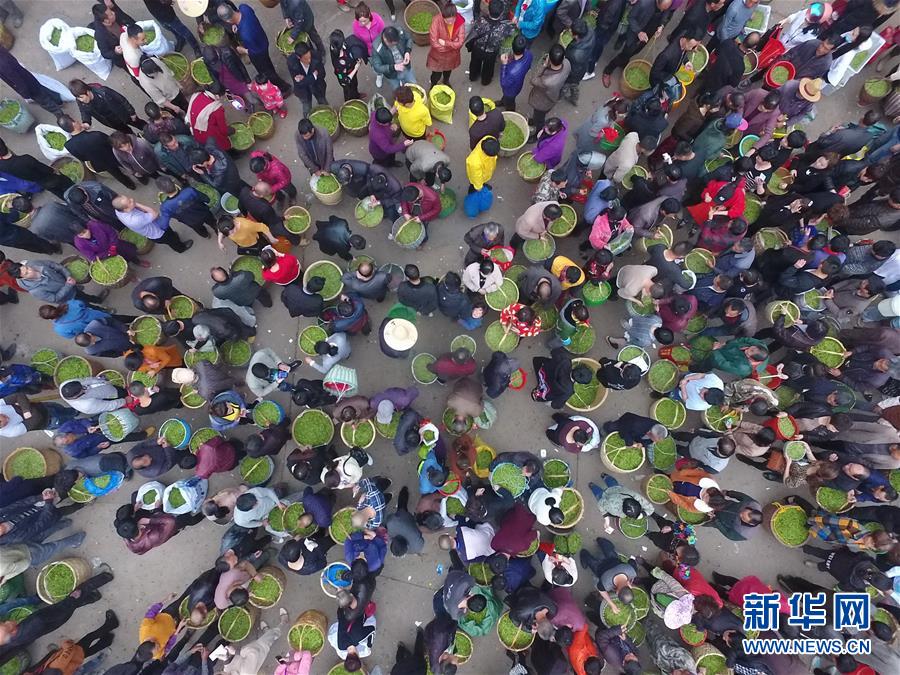 福建福鼎：春茶飘香