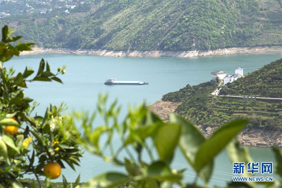 湖北秭归：晚熟脐橙映峡江