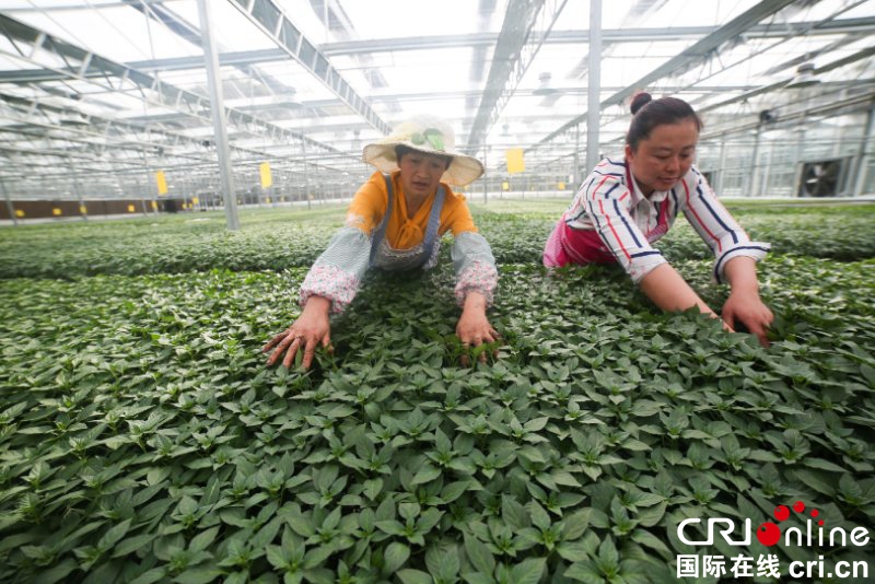 贵州大方：仲春时节育苗忙（组图）