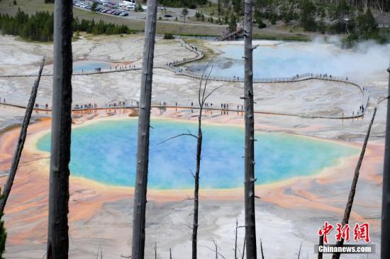 美国黄石公园灰熊“吃人” 或将被处安乐死 美国黄石公园灰熊“吃人” 或将被处安乐死