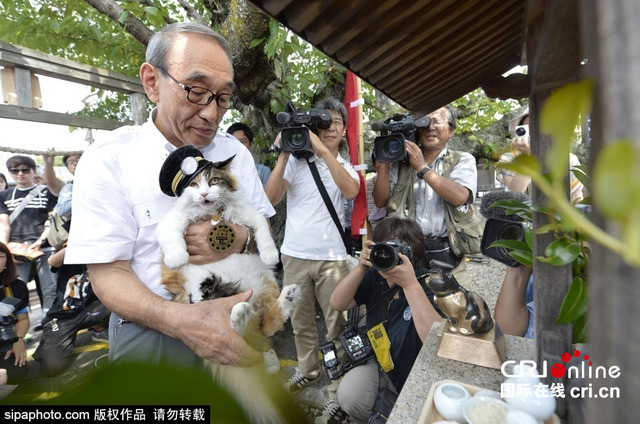 日本"猫站长"继承者亮相 开启站长职业生涯