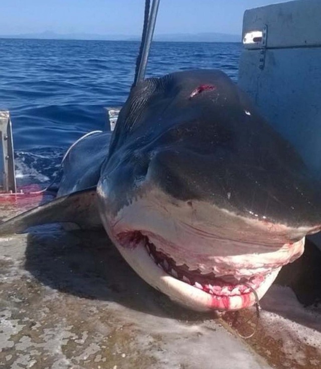 澳6米长虎鲨尸体被拖上渔船照片曝光 场面血腥