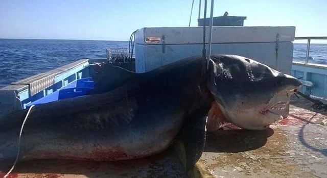澳6米长虎鲨尸体被拖上渔船照片曝光 场面血腥