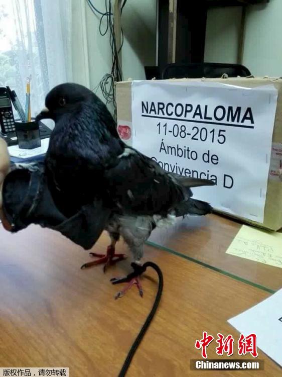 哥斯达黎加监狱现鸽子“毒贩” 胸口塞满毒品