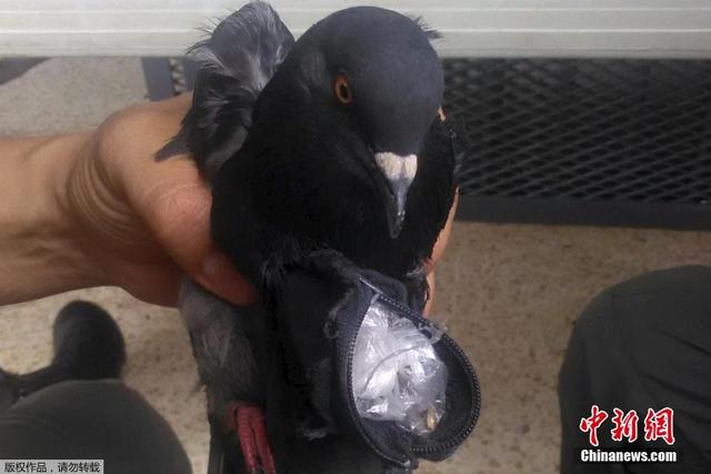 哥斯达黎加监狱现鸽子“毒贩” 胸口塞满毒品