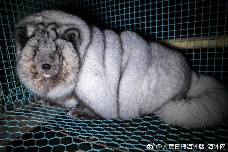 为做毛皮大衣 狐狸被养成"怪物"