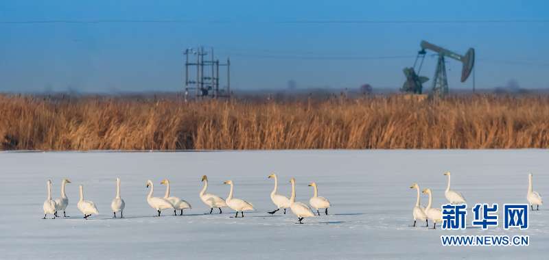 黄河入海口自然保护区：抽油机与鸟儿和谐共存