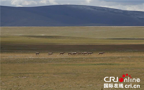 圖片默認標題_fororder_奔跑在吉扎布嘎村草場上的藏羚羊_副本_副本