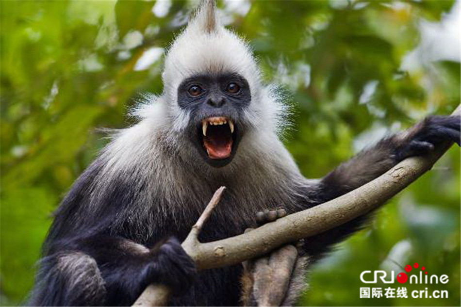 美丽的崇左，白头叶猴的家