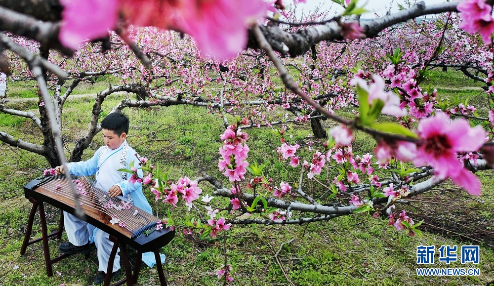 安徽寻春记：长丰四月花正好