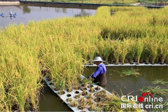 “池塘鱼稻共生”生态种养殖模式在潼南试验成功