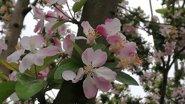 图片默认标题_fororder_907992360