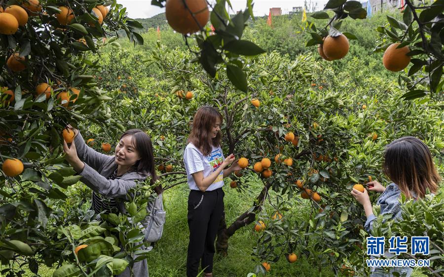 湖北秭歸：臍橙花果飄香引客來