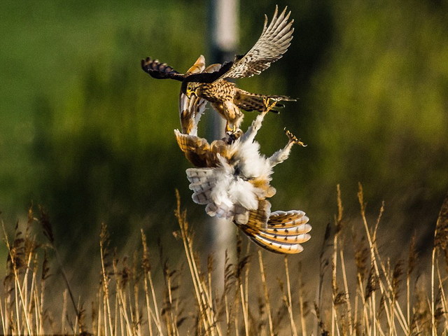 仓鸮茶隼上演争食大战 仓鸮铩羽而归 仓鸮茶隼上演争食大战 仓鸮铩羽而归