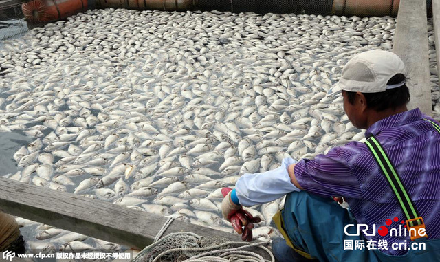 韓國水産養殖場赤潮蔓延 數十萬條魚死亡