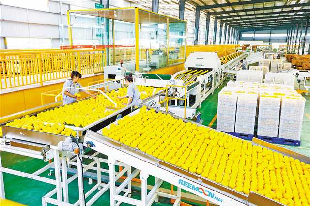 重庆潼南区：小柠檬做成大产业