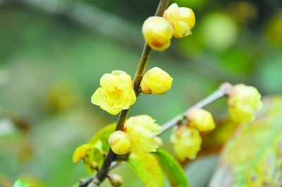 蠟梅開數枝 幽香襲初冬