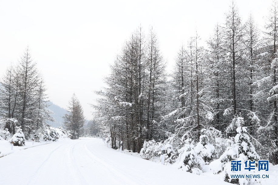 雪落管涔山 松树披银装
