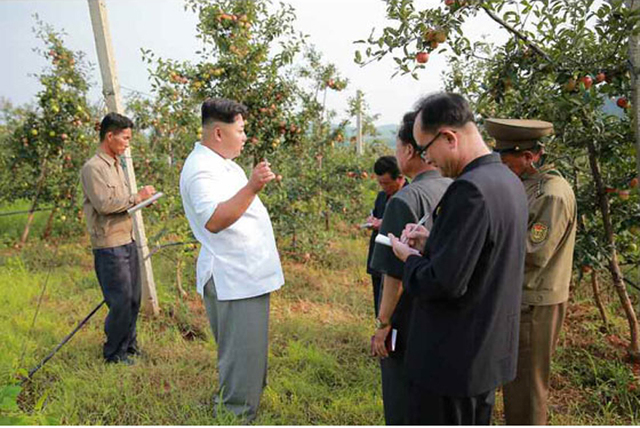 金正恩視察大同江果樹綜合農場 稱讚水果大豐收