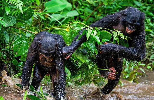 實拍剛果猩猩叢林生活 聚眾嬉戲如開“運動會”
