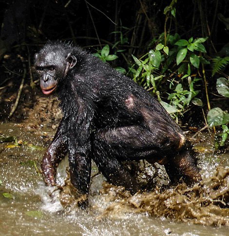 實拍剛果猩猩叢林生活 聚眾嬉戲如開“運動會”