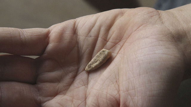 法國發現境內最古老人類牙齒 距今56萬年