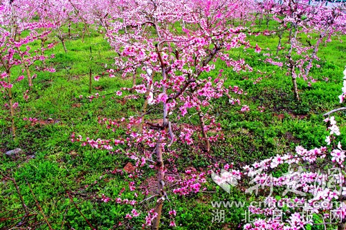 千畝桃花映紅竹山大溪村