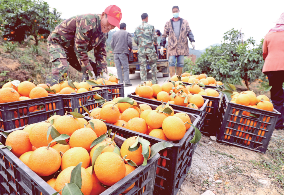 福安市甘棠镇吴洋村大力推广“公司+合作社+农户”产业结对帮扶模式