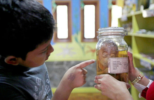 印尼办罐装动物标本展览 小猩猩“微笑”如生
