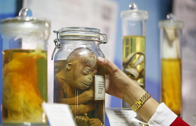 印尼办罐装动物标本展览 小猩猩“微笑”如生
