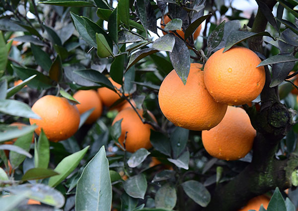 3万余亩三溪柑橘成熟 成都金堂邀游客前往采摘品尝