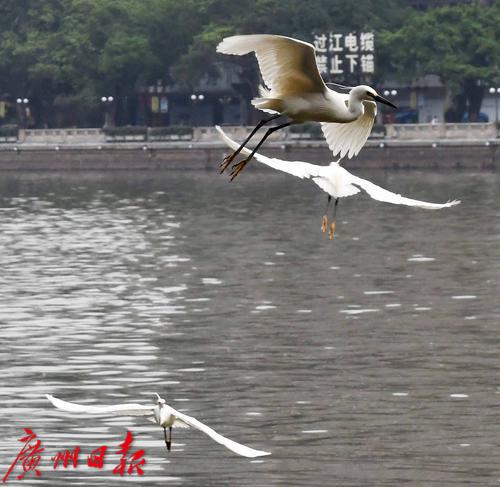 一群白鷺江上飛