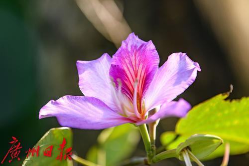 【春天總會來，花兒總會開】荔灣湖粉紫荊與新綠芽