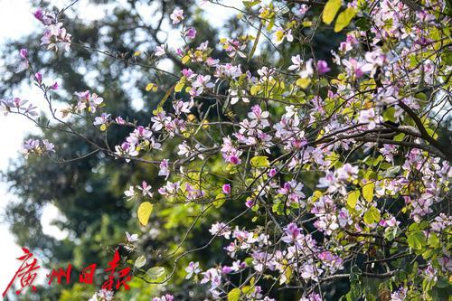 【春天总会来，花儿总会开】荔湾湖粉紫荆与新绿芽