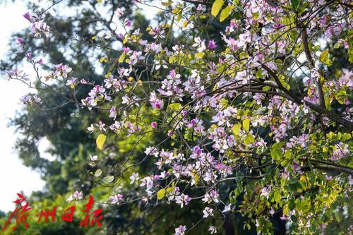 【春天總會來，花兒總會開】荔灣湖粉紫荊與新綠芽