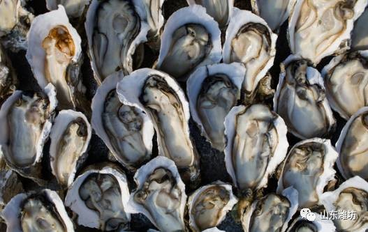 【旅游（图片+标题）】开海啦!在山东这些地方吃海鲜最正宗