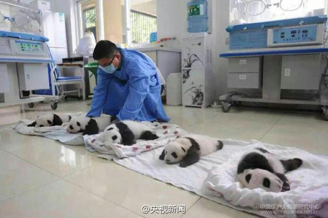 2015年新生熊猫宝宝首次亮相