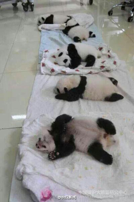 2015年新生熊猫宝宝首次亮相