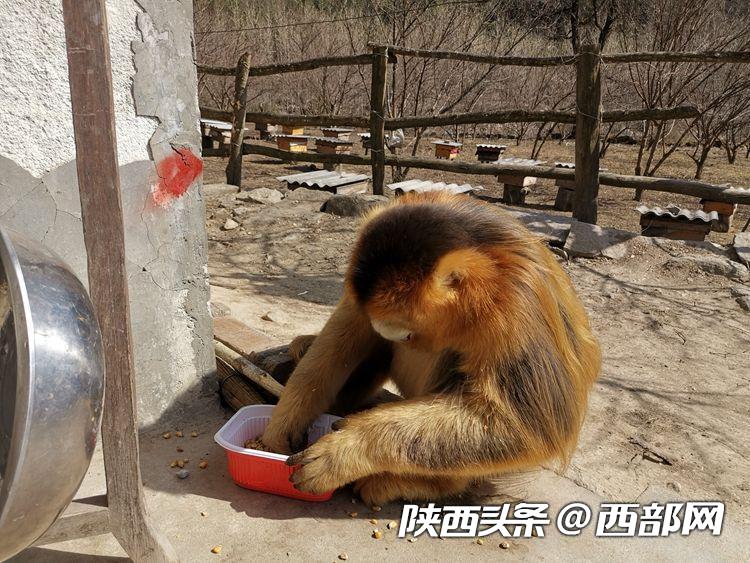 萌！佛坪俩“流浪”金丝猴成农家“座上客” 三天两头蹭吃喝